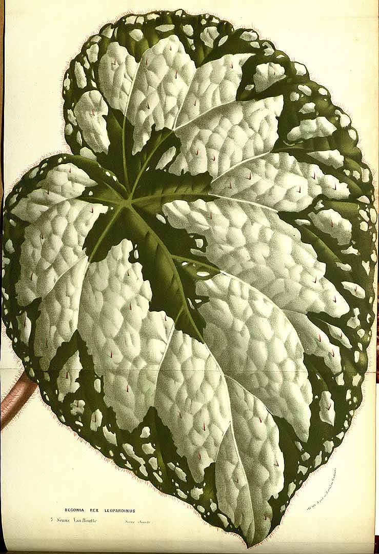 B. ‘Leopardinus’